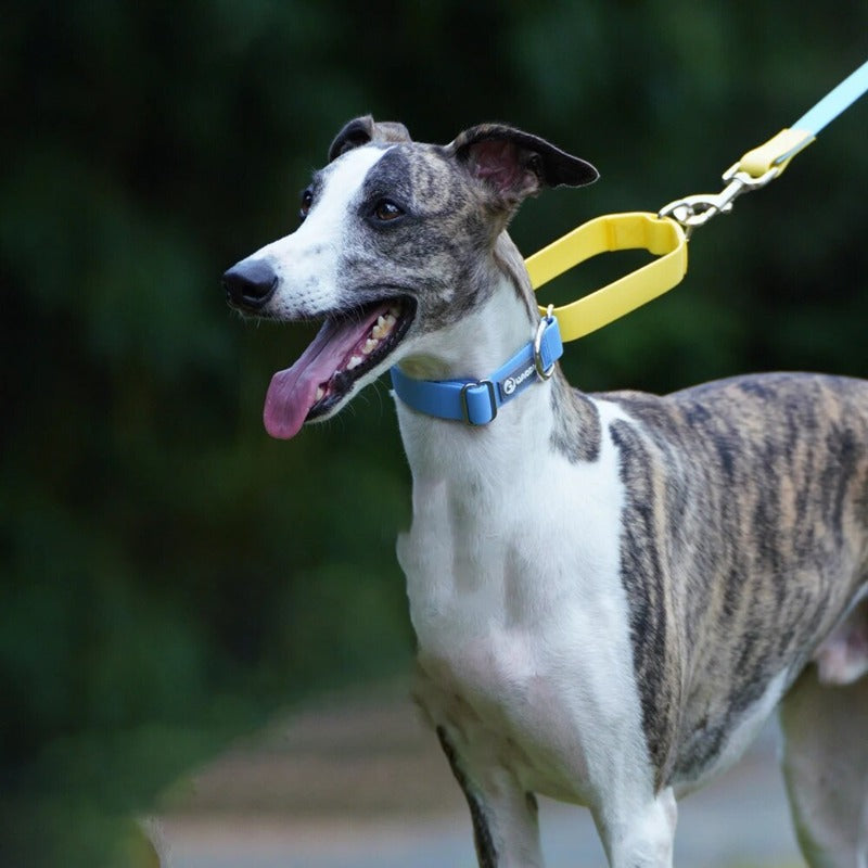 Waterproof Dog Collar with Quick Release Buckle Dog Leash