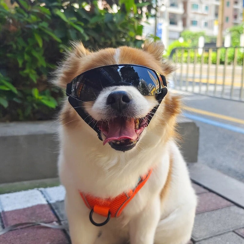 Dog Sunglasses Uv Protection Windproof Goggles Pet Eye Wear