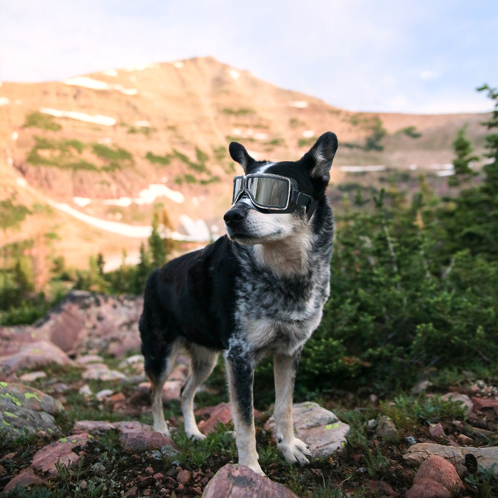 1Set Dog Goggles Medium-Large Dog Sunglasses Anti-dust Windproof Dog Goggles