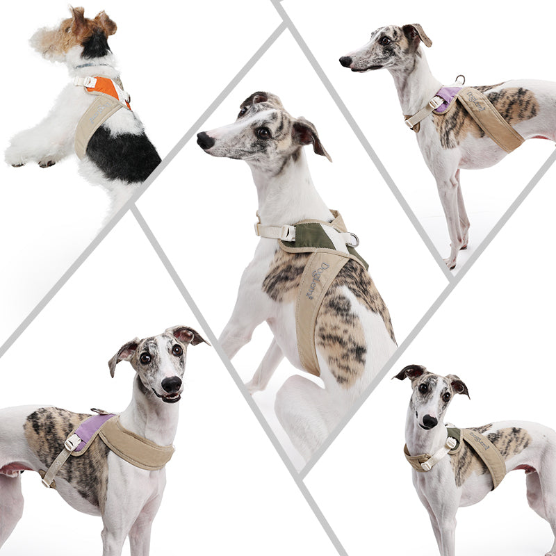 X-Design Adjustable Mesh Dog Harness & Matching Leash