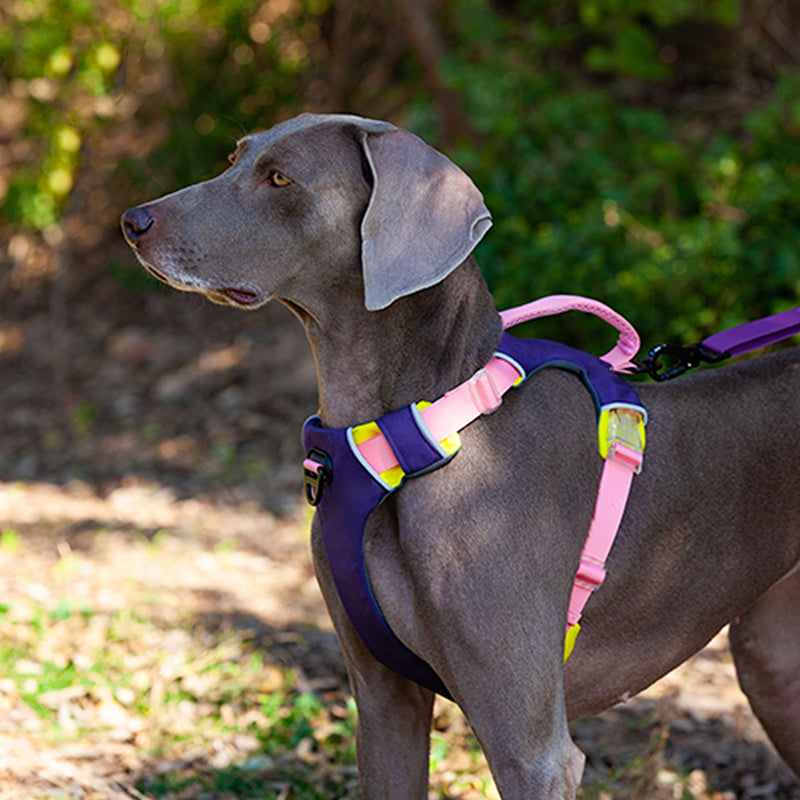 Portable Pet Vest Harness For Medium Dogs