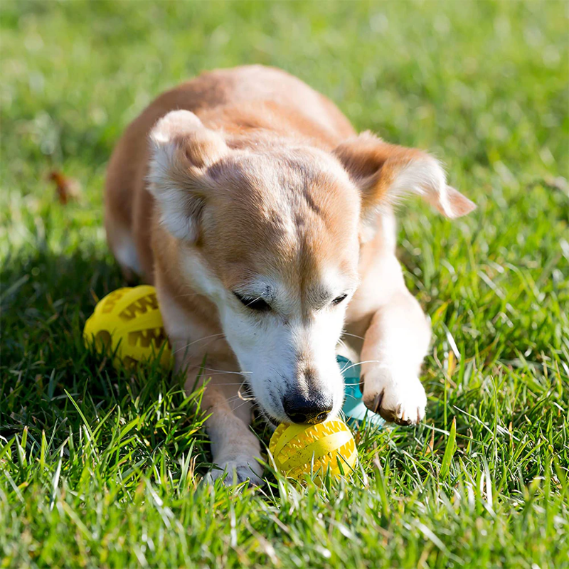 Pet Dog Ball Toy For Tooth Cleaning Snack