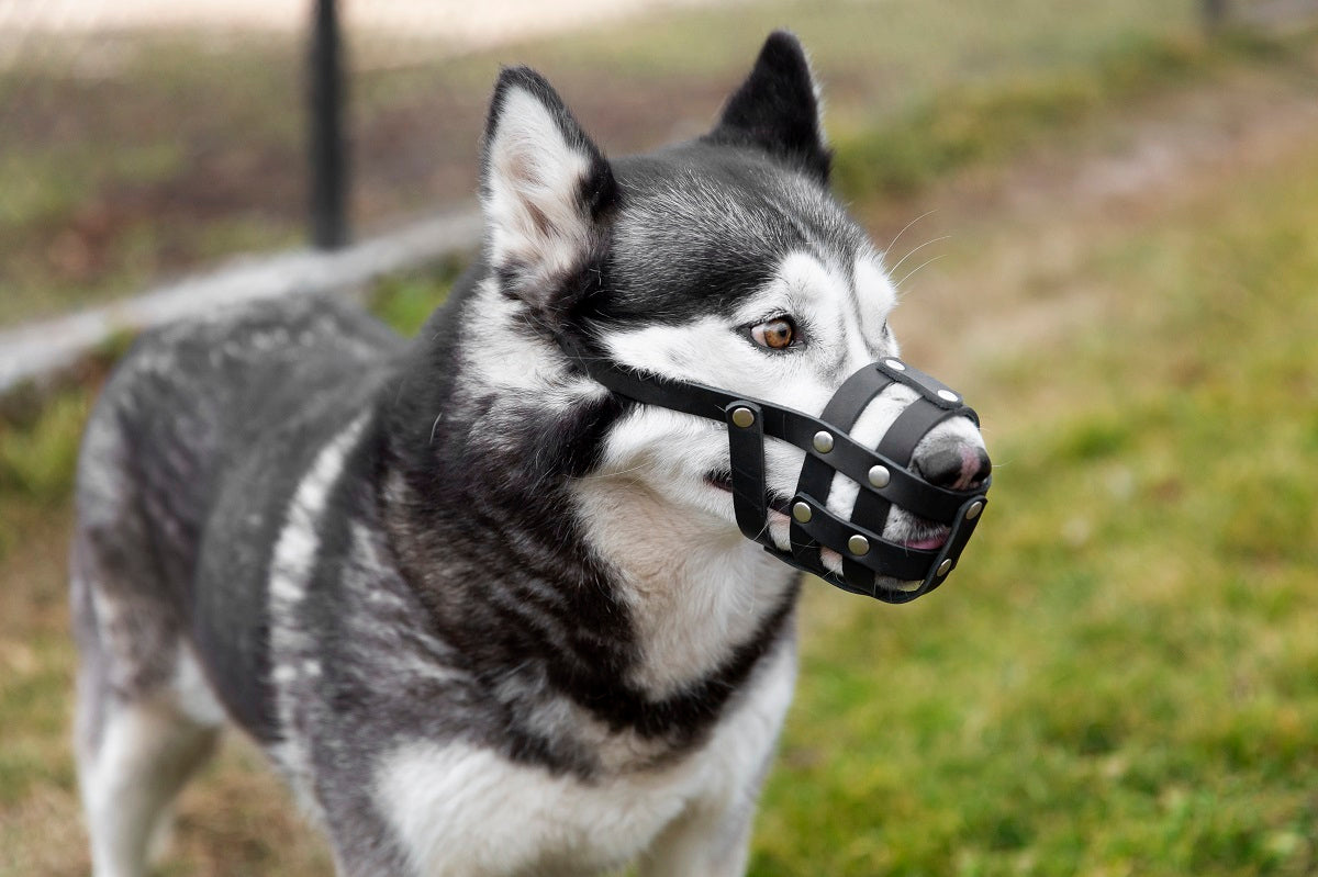Can Dogs Get Braces? Here’s What You Need to Know!
