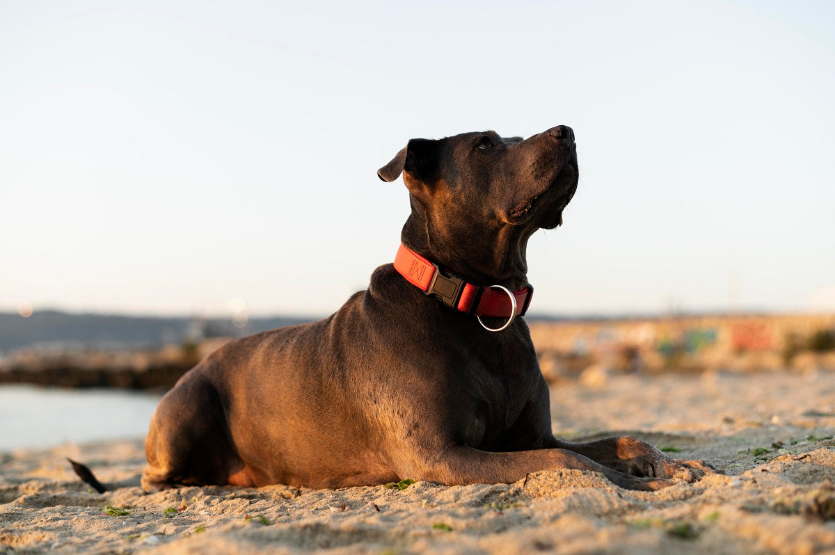 Does Prong Collar Hurt Dog?