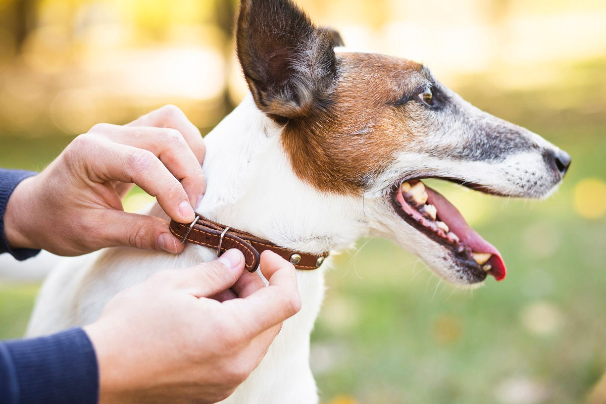 How To Use A Prong Collar?