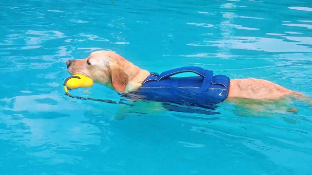 High Flotation Swimming & Boating Adjustable Sizes Lightweight Dog Life Preserver with Rescue Handle
