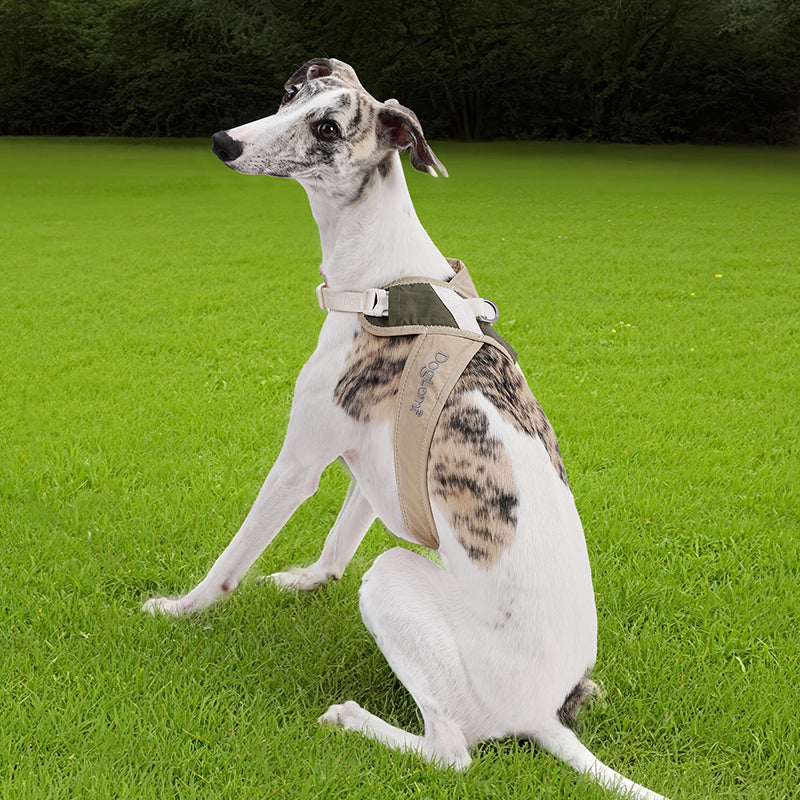 X-Design Adjustable Mesh Dog Harness & Matching Leash