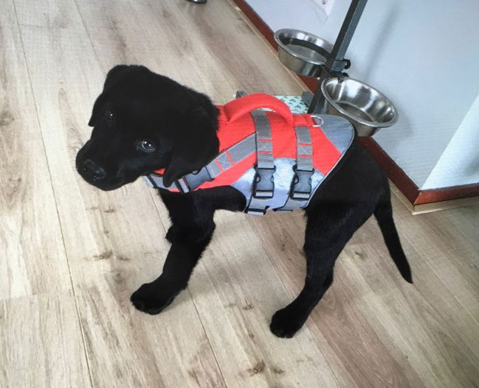 Pet Dog Life Jacket Vest Portable Breathable Swimwear Pet Dog Swimming Suit